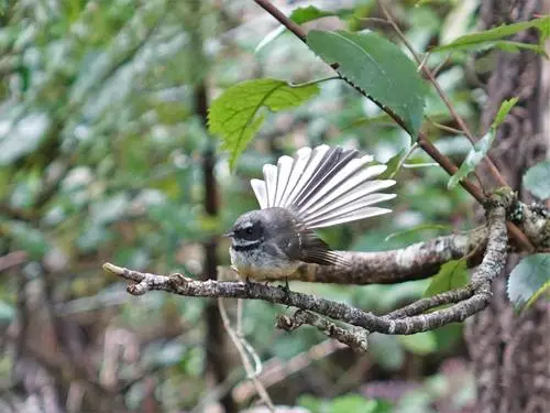 North Island Fantail