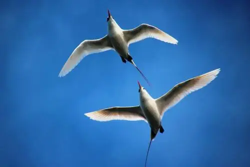 Red-tailed Tropicbird