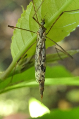 Gynoplistia magnifica
