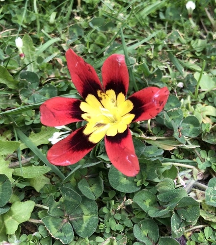 Harlequin flower