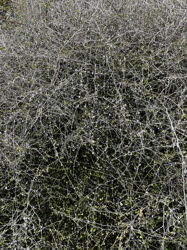 Helichrysum lanceolatum