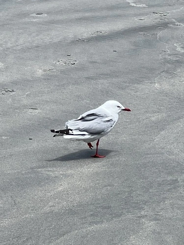 Red-billed Gull