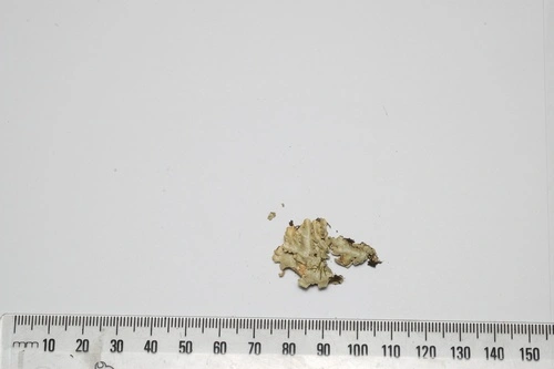 Lecanoromycetidae