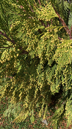 California incense-cedar