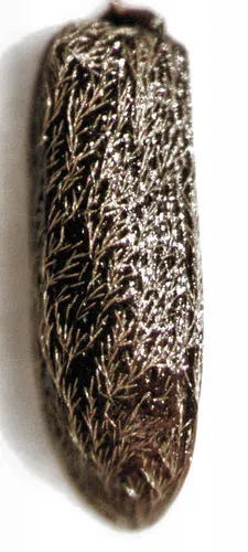 Rhinorhynchus rufulus