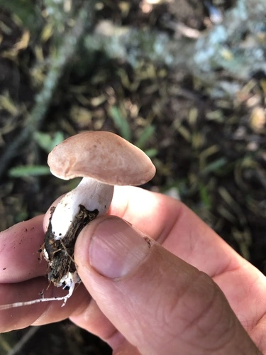 Rhodocybe piperita