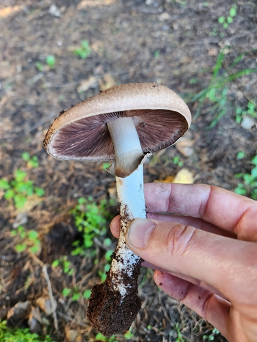 Blushing Wood Mushroom