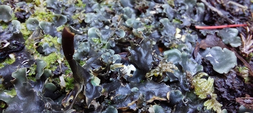 Longroot Pelt Lichen