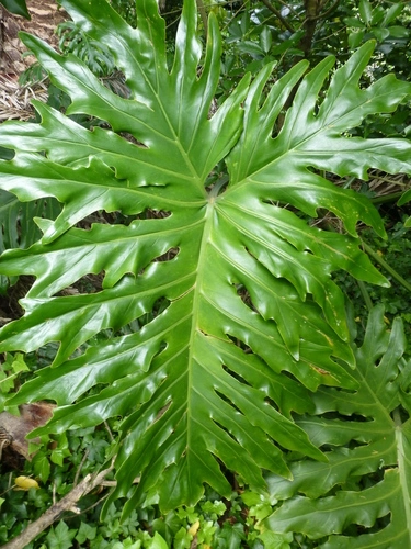 Tree Philodendron