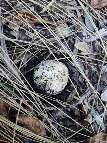 white basket fungus