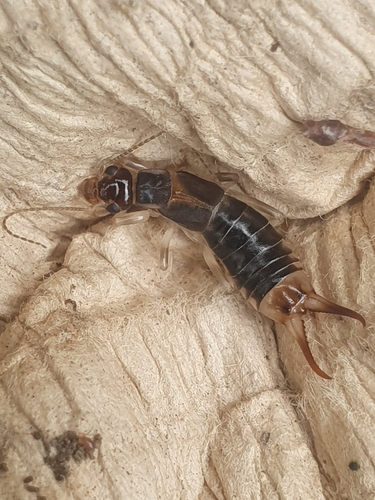 Sandohrwurm