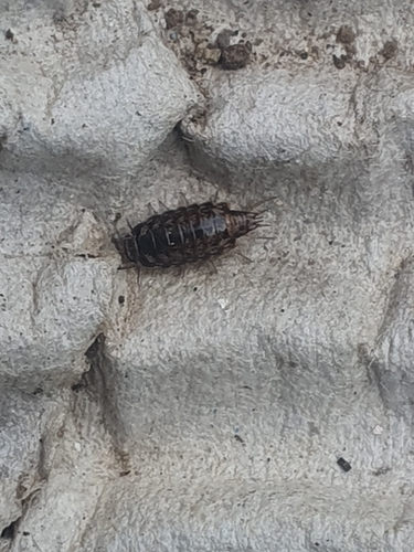Woodlice, Pillbugs, and Rock Slaters