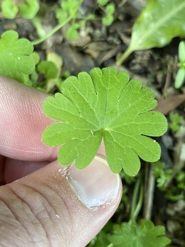 Dove's-foot crane's-bill