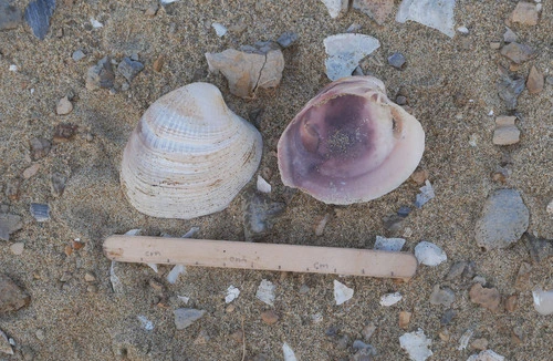 New Zealand Cockle