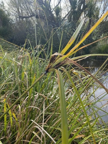 flatsedges