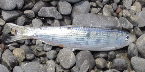 South American pilchard