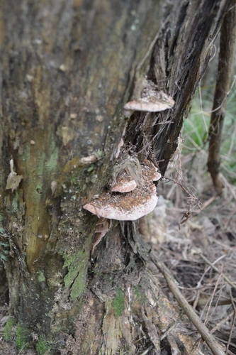 Fomitopsis feei