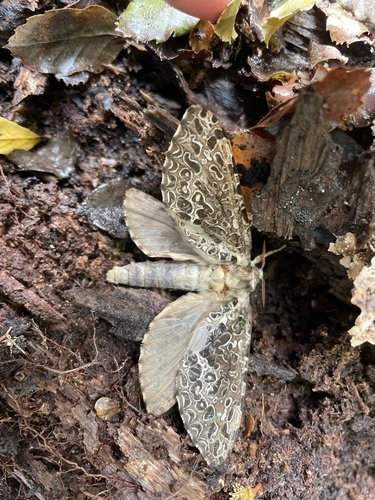 Aoraia lenis