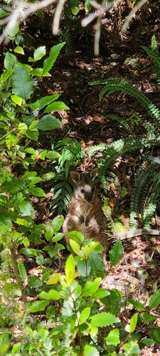 Tammar Wallaby