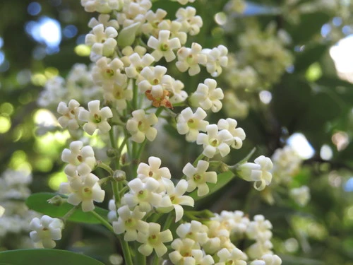New Zealand jasmine