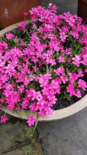 Rhodohypoxis
