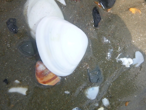 Discors Trough Shell