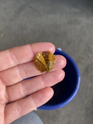 Pacific Oyster