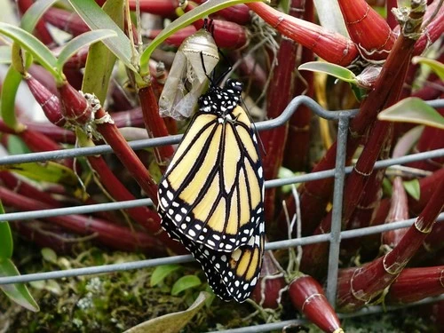 Monarch