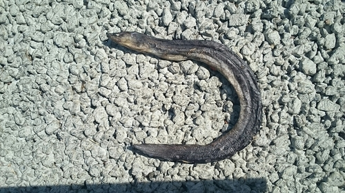 Short-finned Eel (Shortfin Eel)