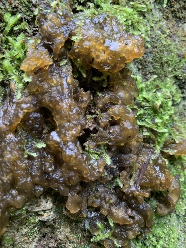 Nostoc commune