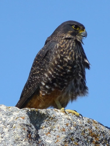 New Zealand Falcon