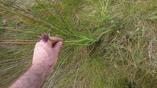 Salsify