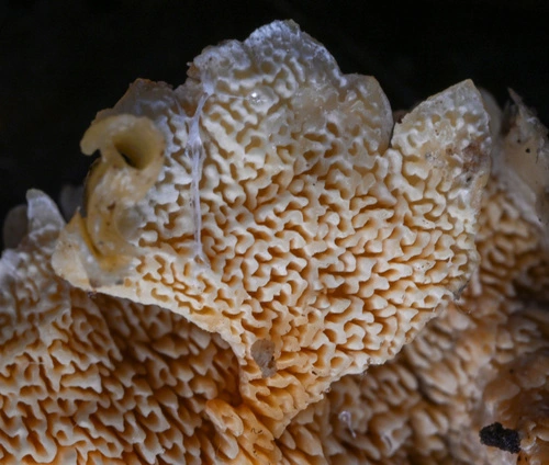 Cerrena zonata