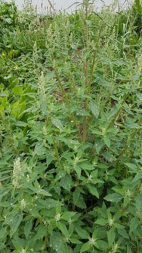 Common Lamb's-quarters