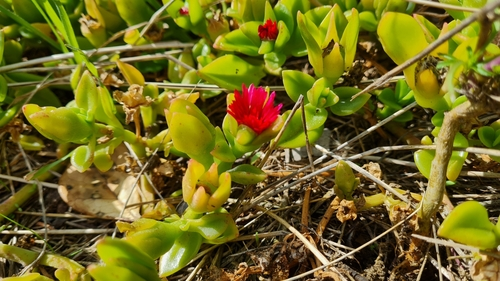 heart-leaf ice plant