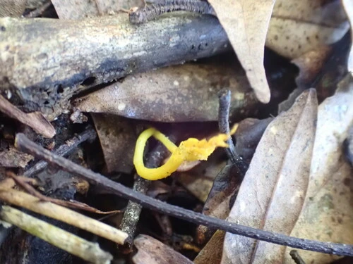 Clavulinopsis amoena