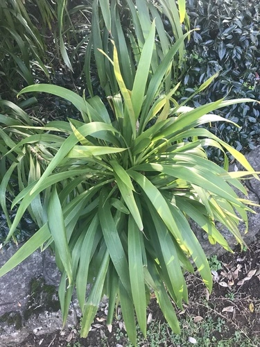 Slender Palm Lily