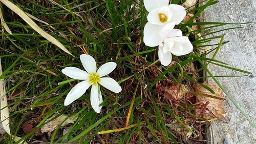 White Rain-lily