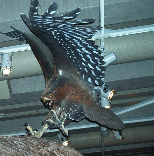 Haast's Eagle