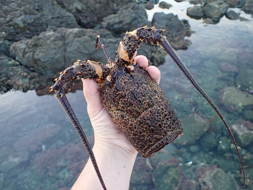 Southern Rock Lobster