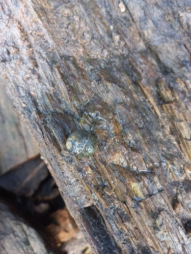 Diloma aethiops