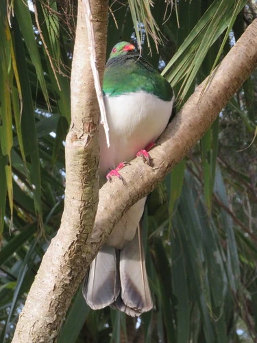 Hemiphaga novaeseelandiae