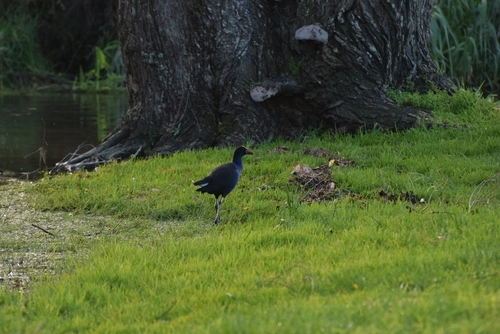 Calamón Pukeko (común)