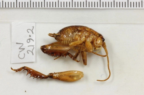 Talitropsis megatibia