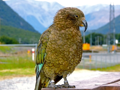 Kea