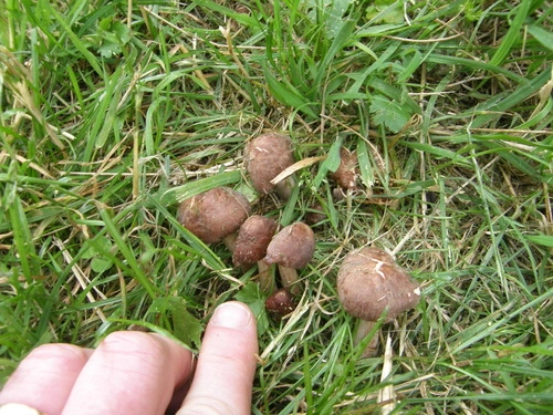 gilled mushrooms