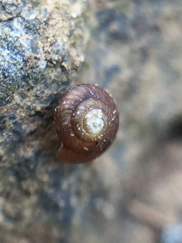 Pinhead Spot Snail