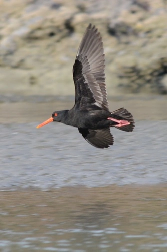 Variable Oystercatcher