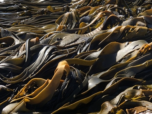 New Zealand Bull Kelp