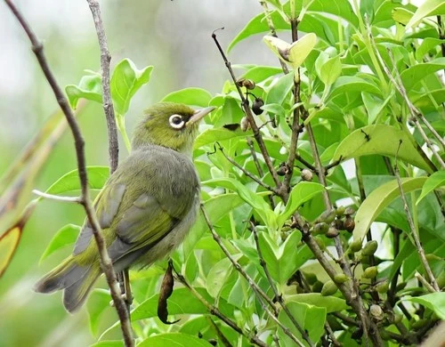 Silvereye (ssp. lateralis)